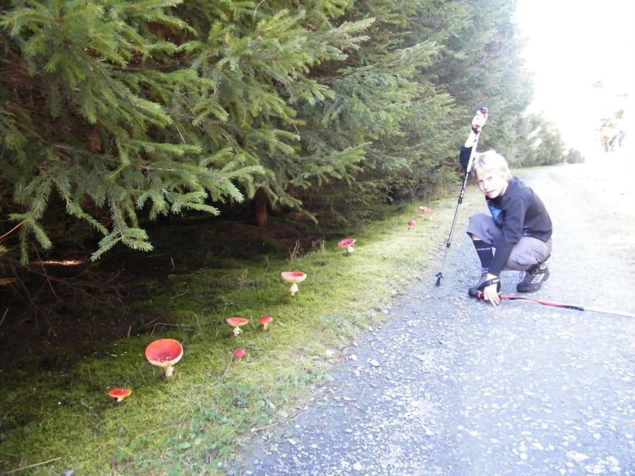 Gite Les 7 Frenes Vaux-sur-Sure Zewnętrze zdjęcie